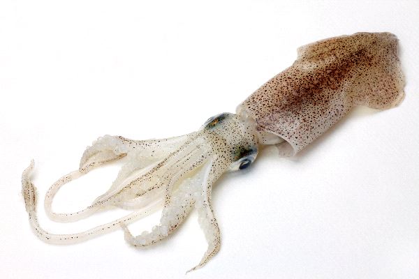 Squid With Hands